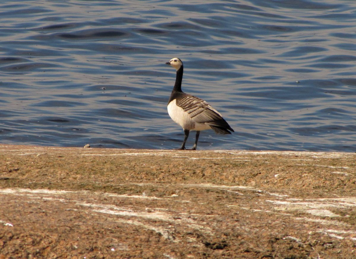 Птица похожая на Кулика