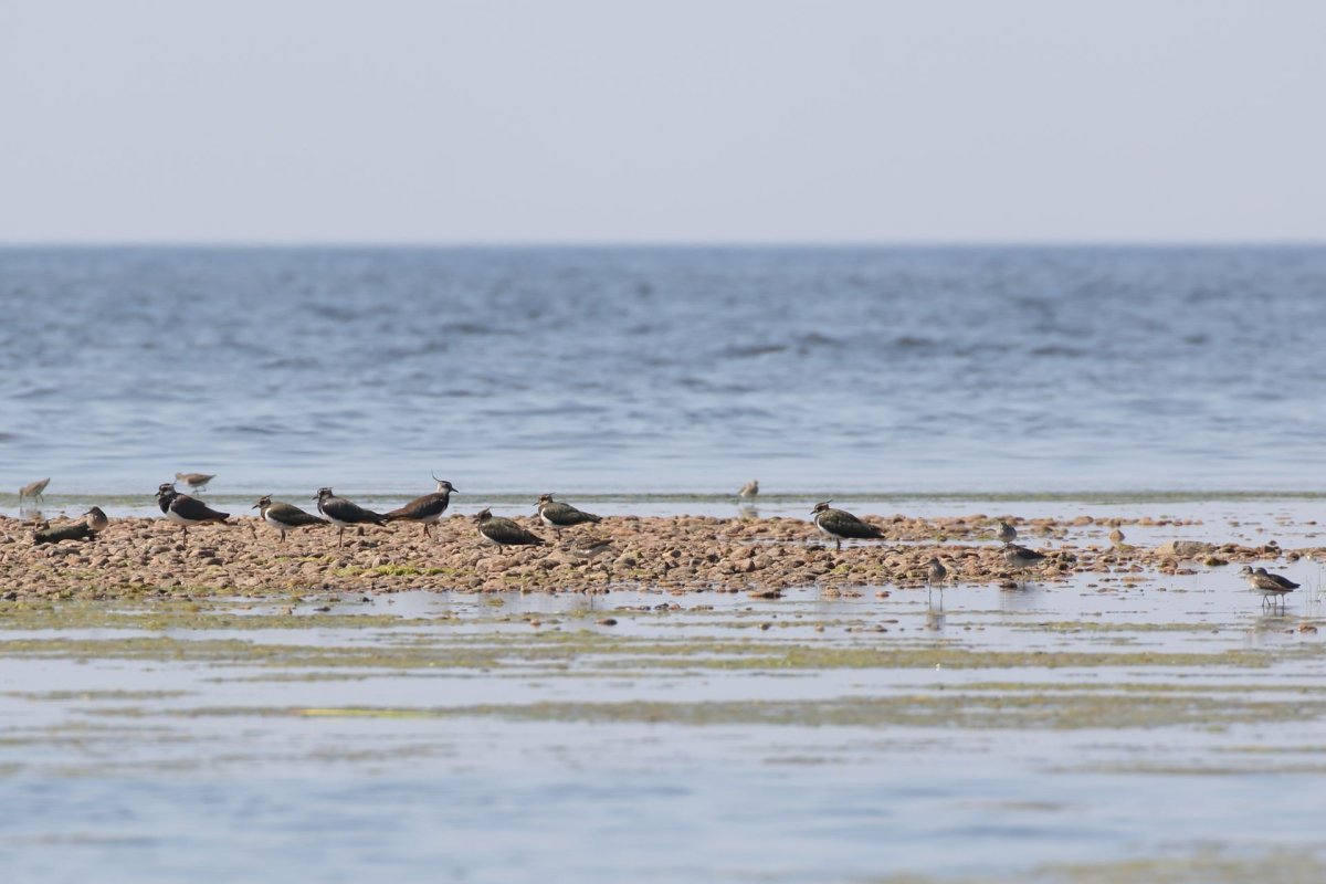 Краснокнижные утки Якутии