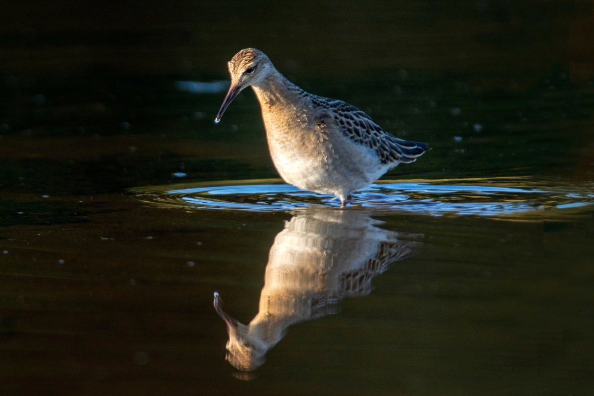Серая морская Чайка