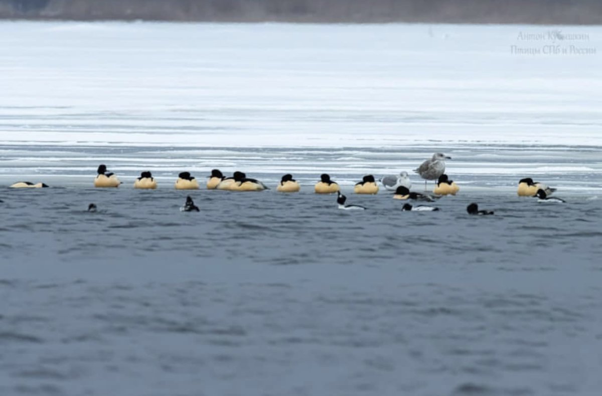 Охотское море Чайки