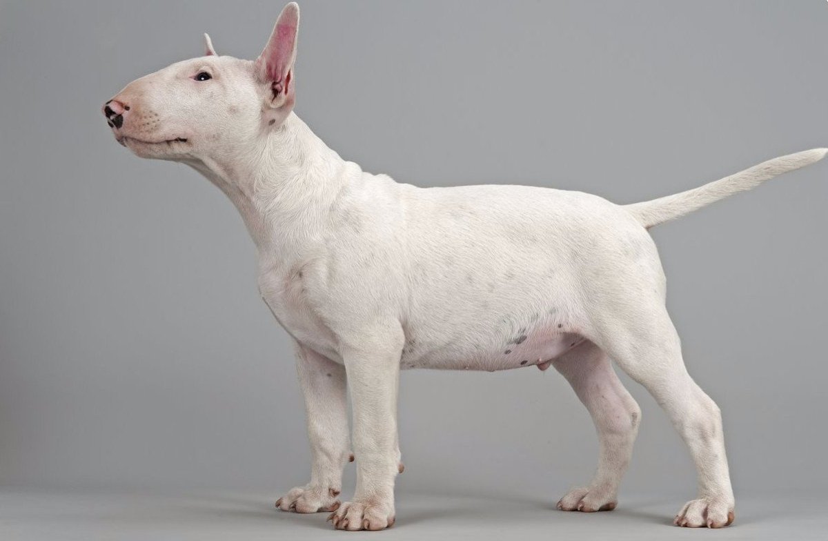 Бойцовский бультерьер