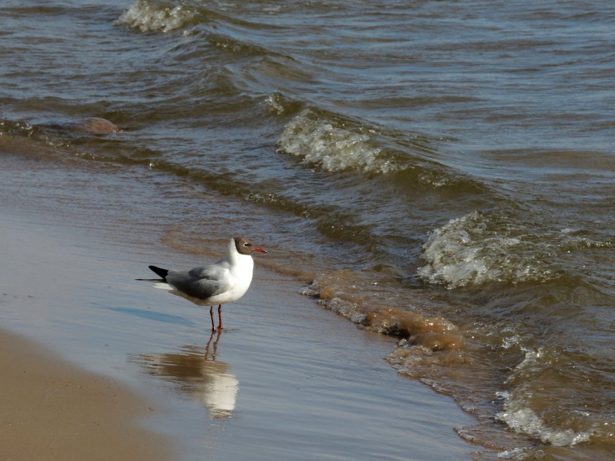 Птицы финского залива