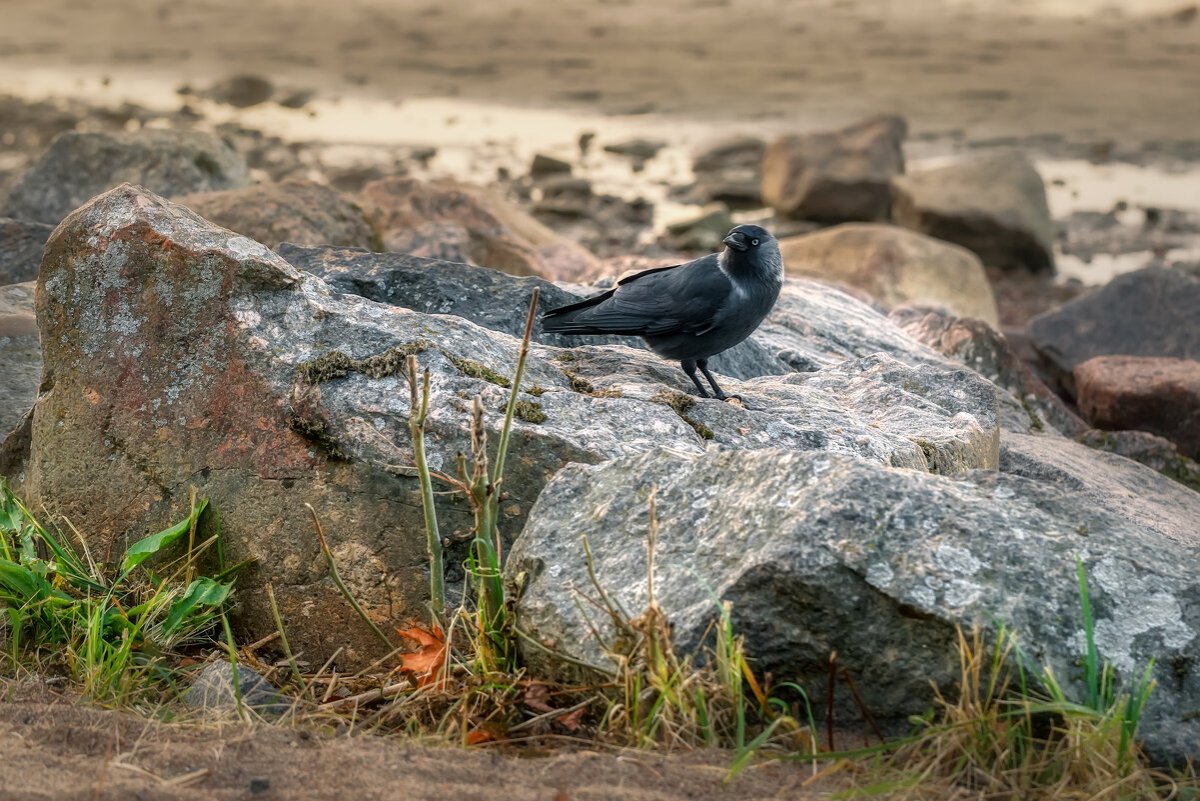 Водоплавающие птицы Финляндии картинки