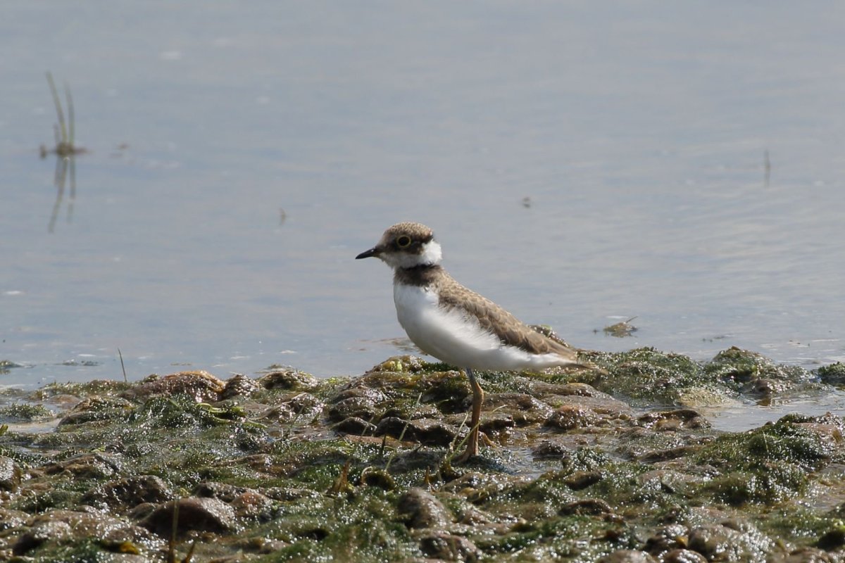 Чайка на Камне финский залив
