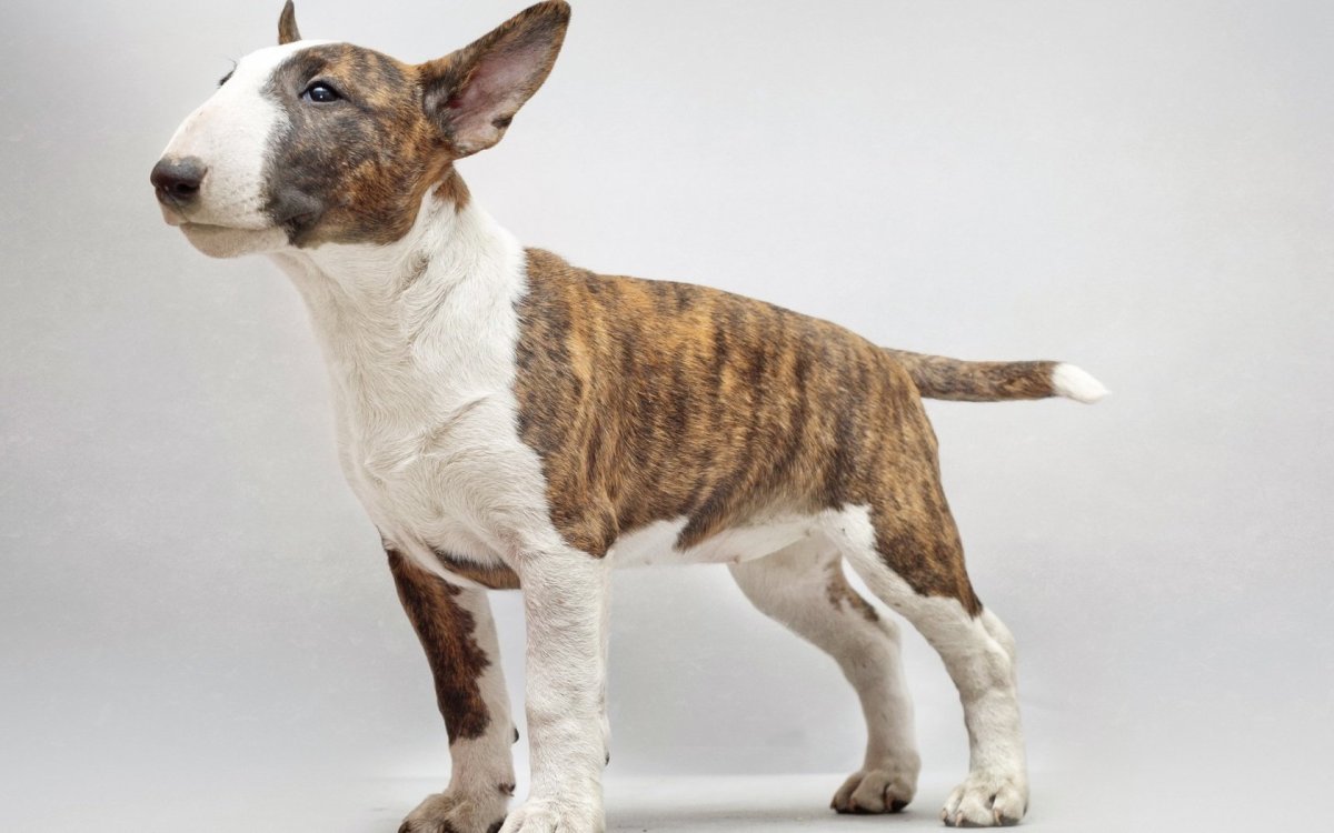 Собака бультерьер щенок