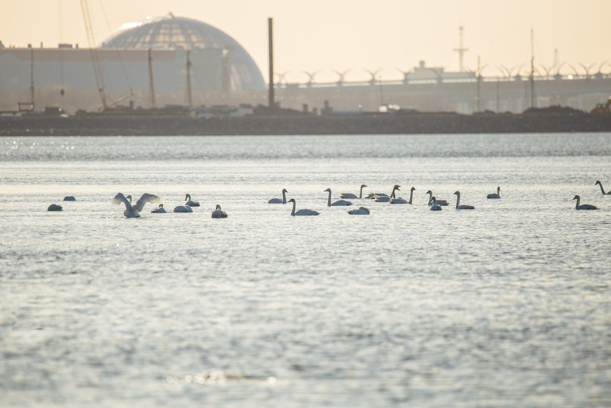 Звери и птицы на берегу финского залива