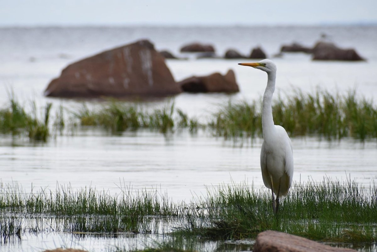 Птицы финского залива