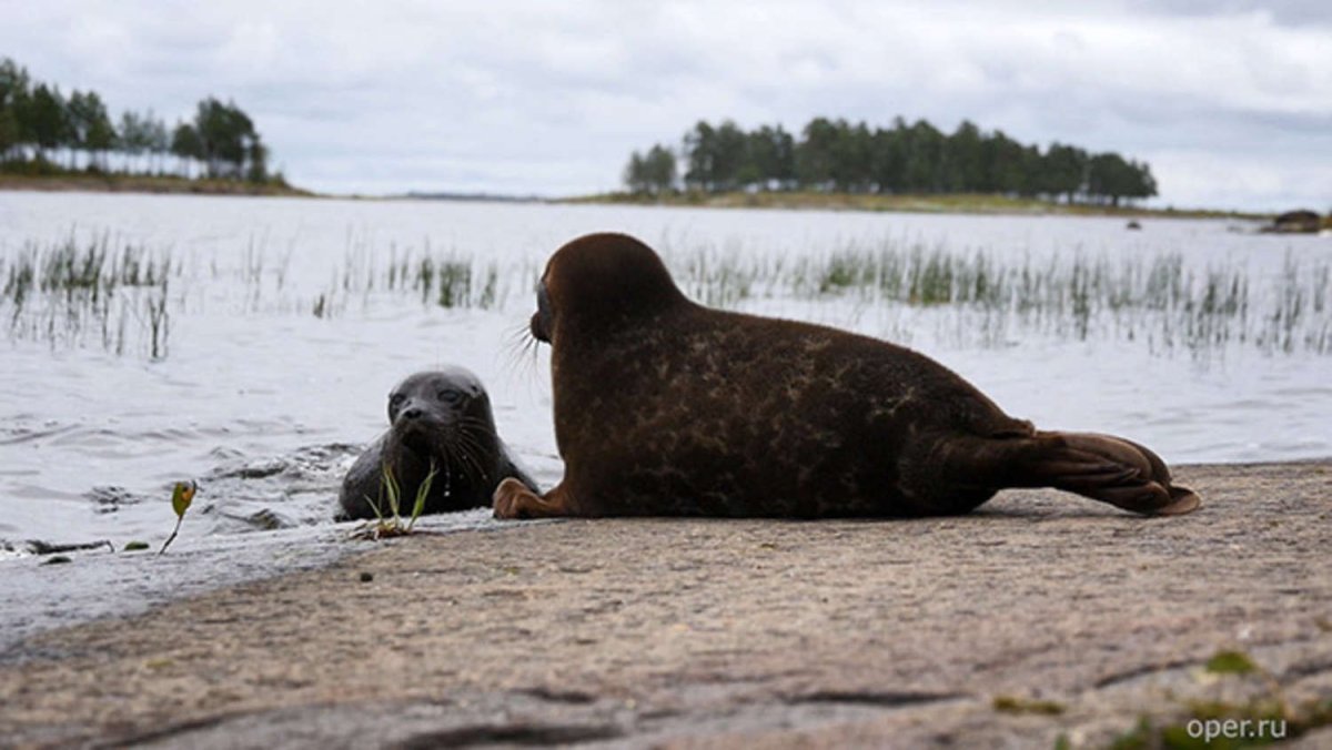 Тундровый лебедь стаи