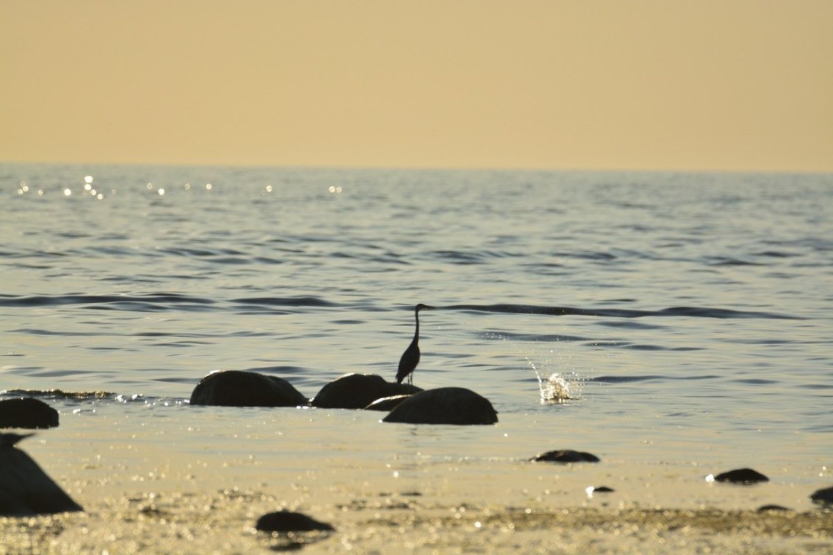 Птички на финском заливе