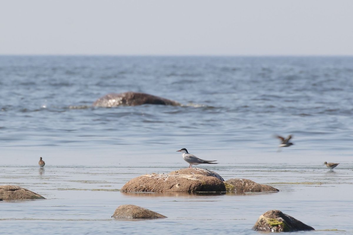 Балтийская Нерпа финский залив
