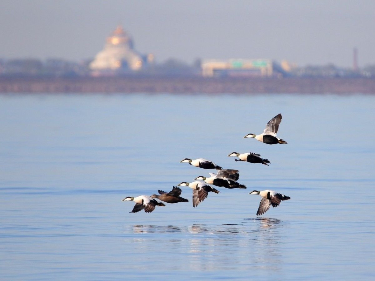 Перелетные птицы над финским заливом