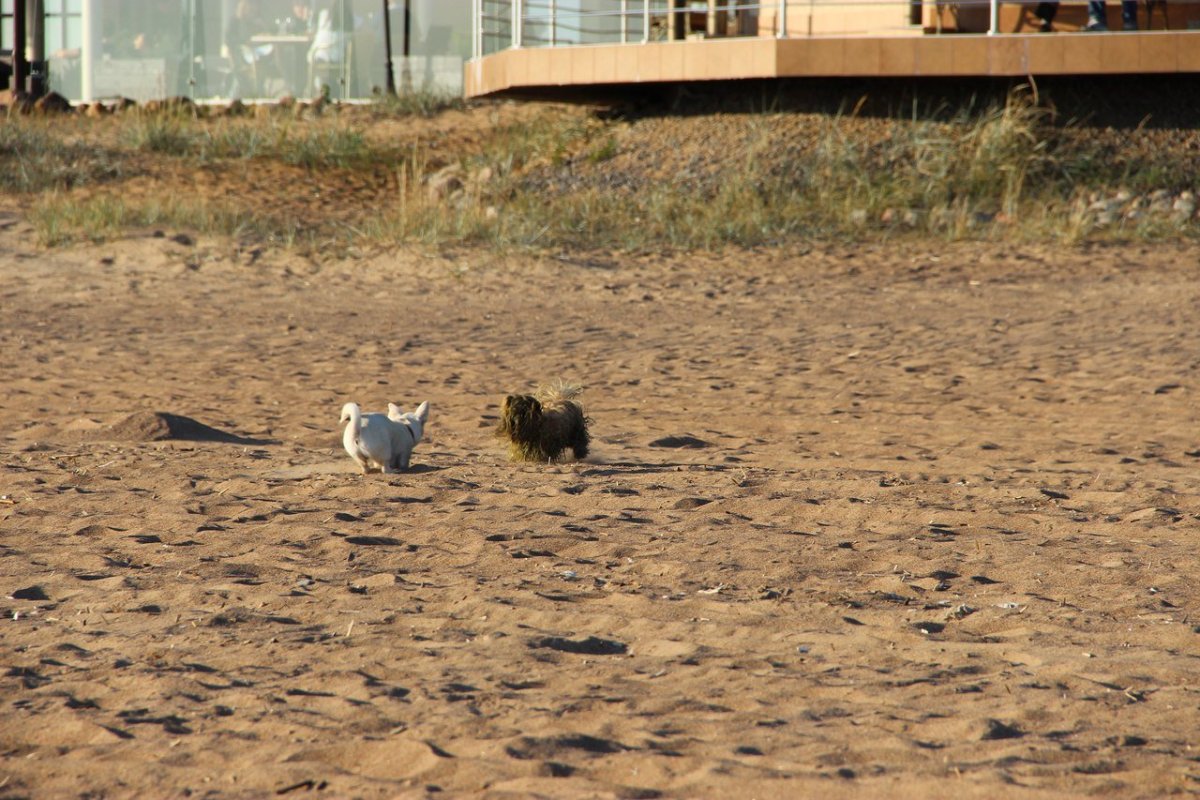 Балтийская Чайка Баклан