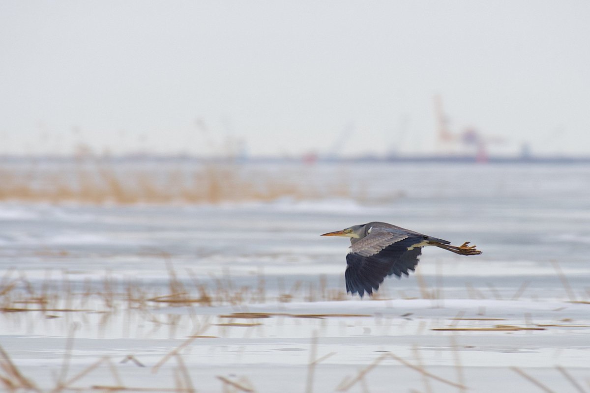 Птицы финского залива