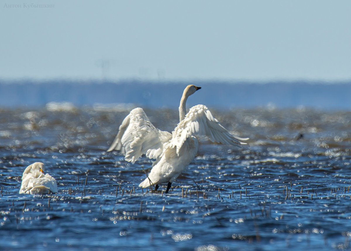 Чайки на берегу