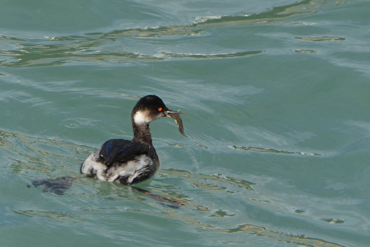 Финский залив, фотосессия, собаки