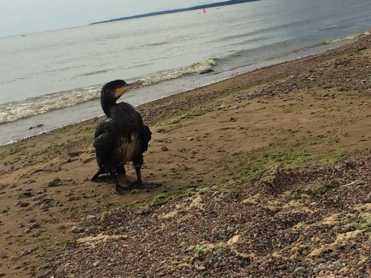 Большой крохаль Mergus Merganser