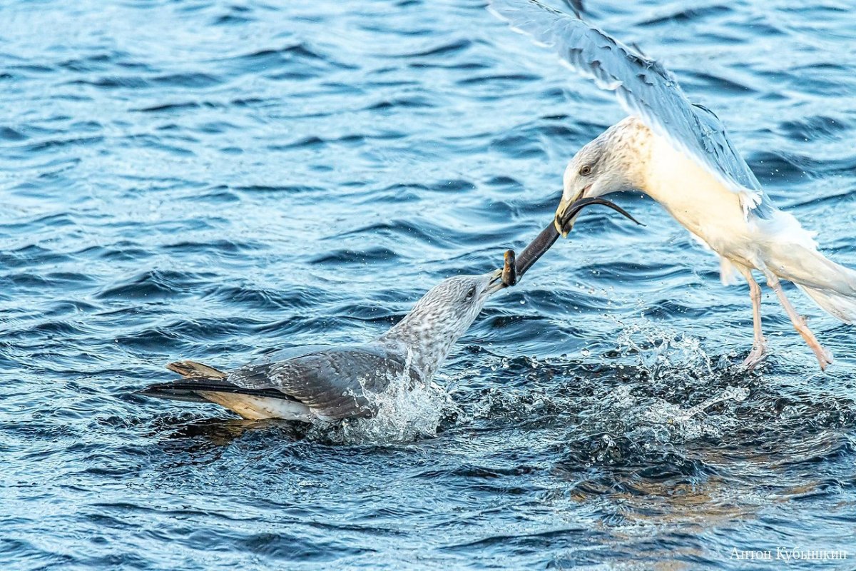 Птицы финского залива