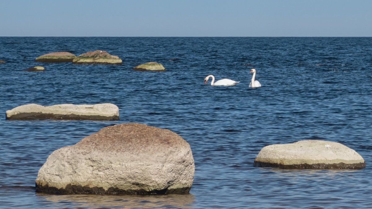 Баклан Ладожский