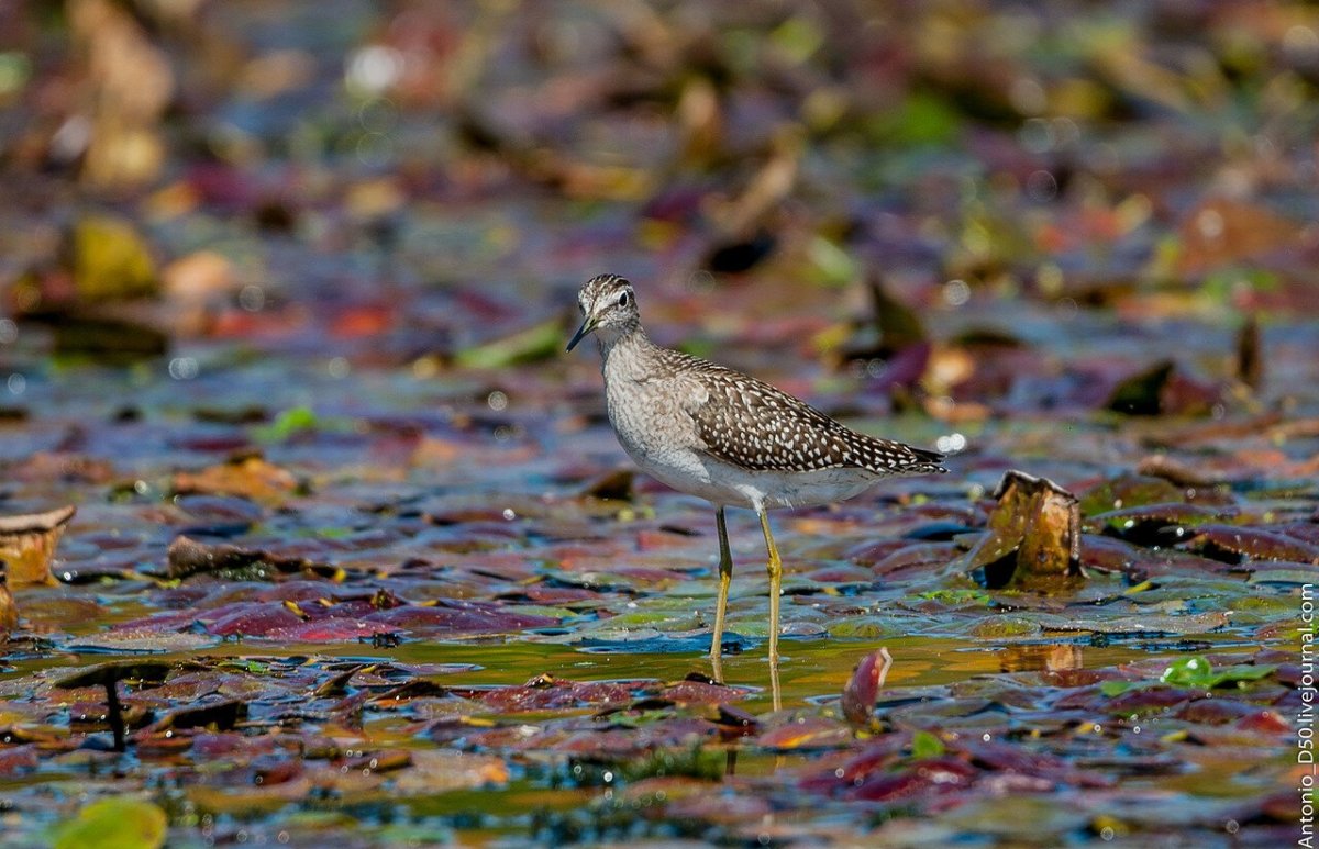 Птицы финского залива Ленинградской
