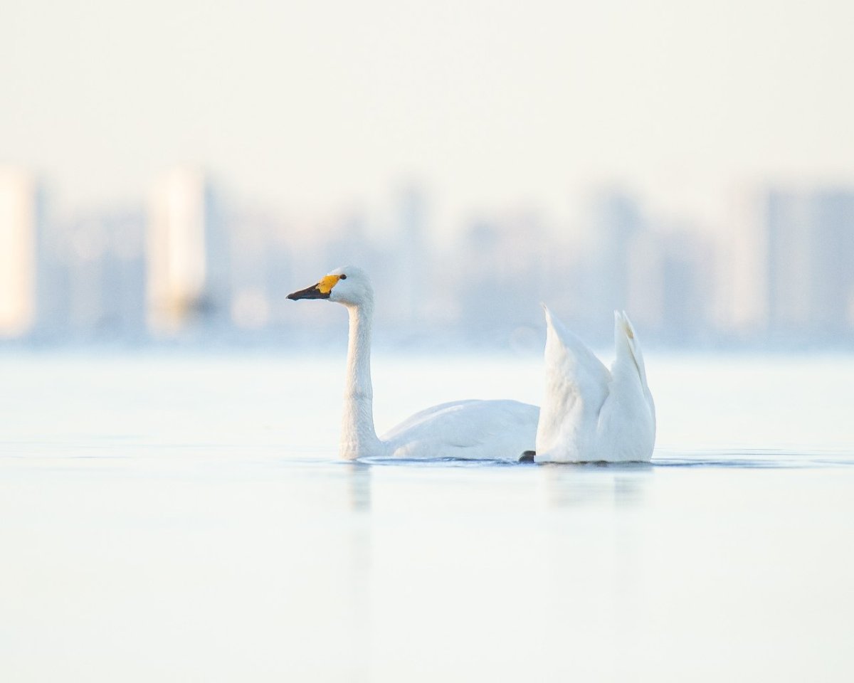 Утки на Енисее