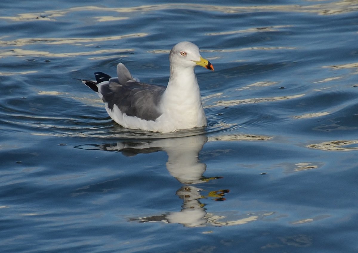Галка скучает