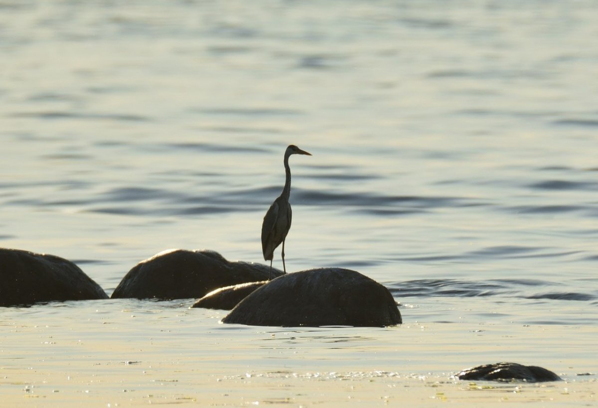 Кургальский заказник
