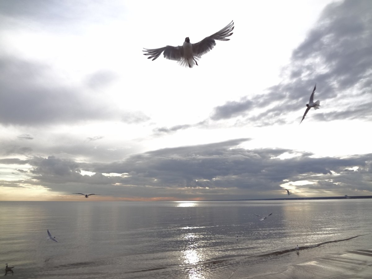 Орлан белохвост Сахалин