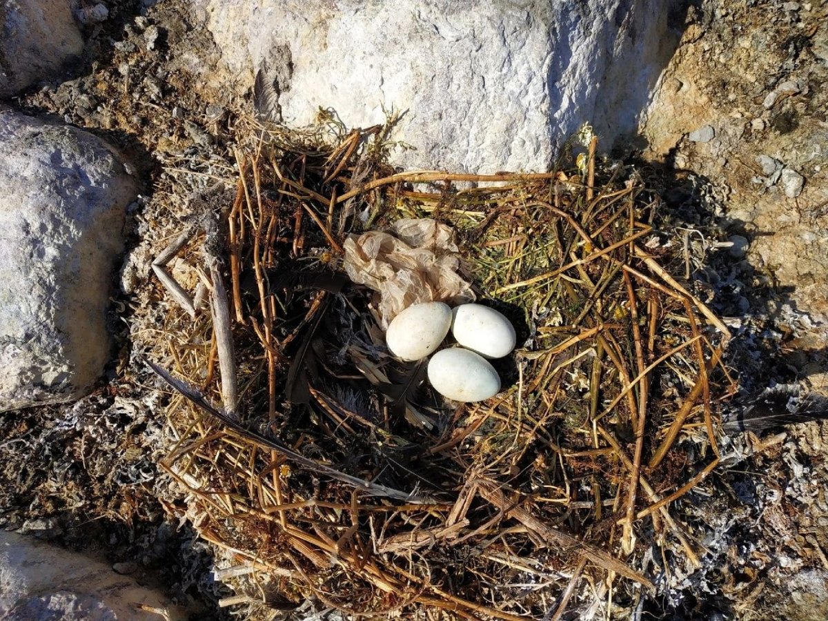 Обыкновенная лысуха