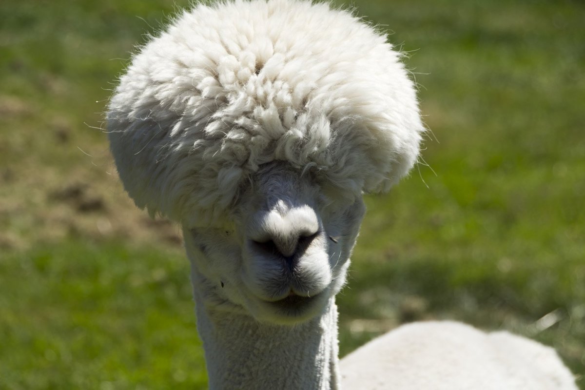 Лама гуанако белый
