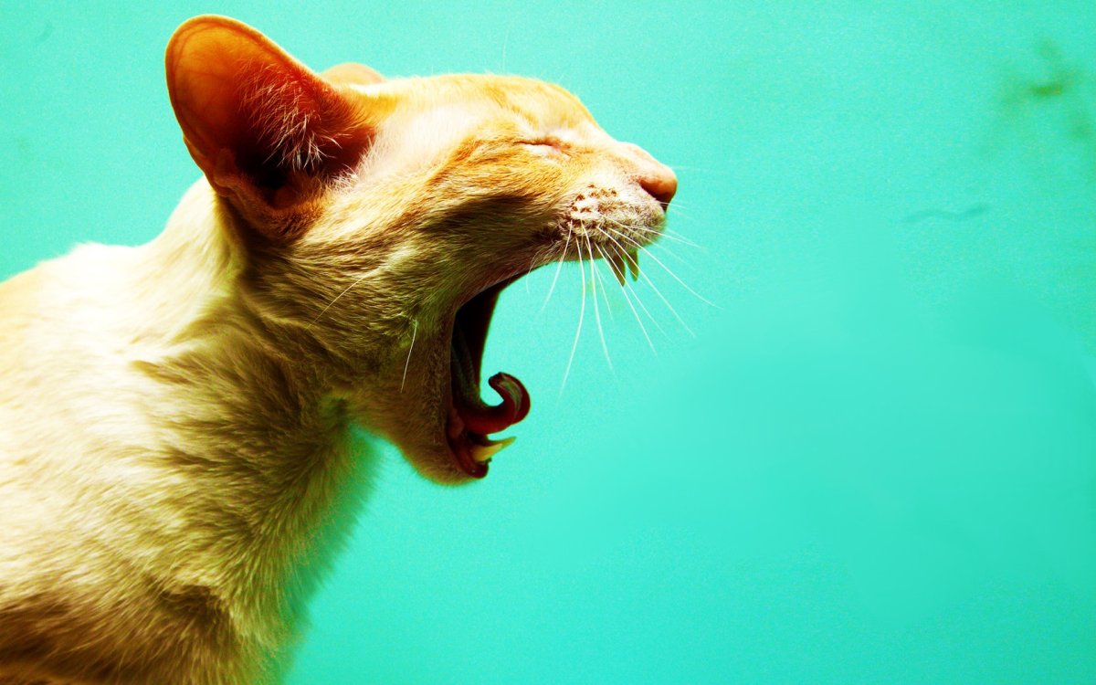 Спортивный кот