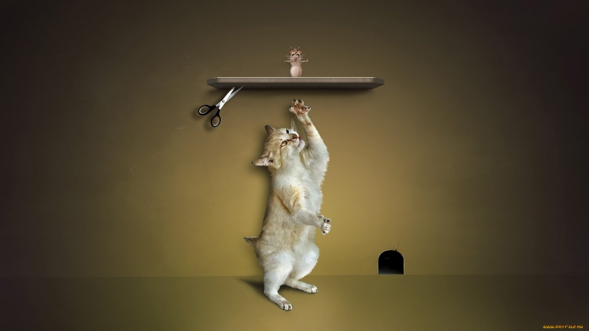 Спортивный кот