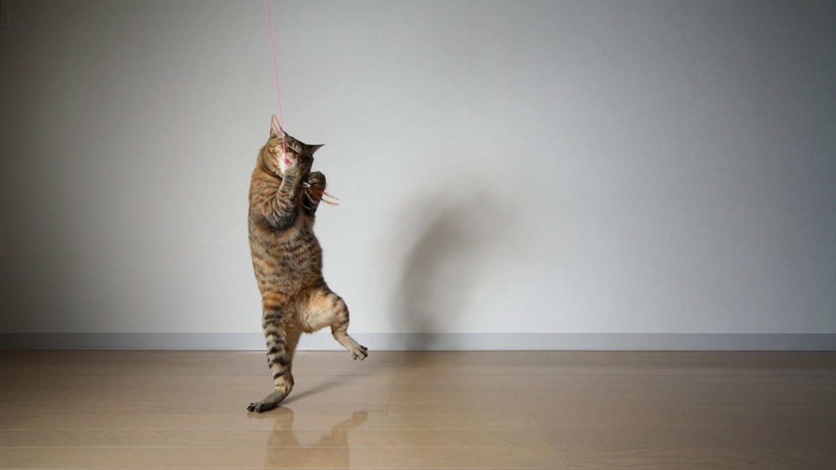 Кот выглядывает