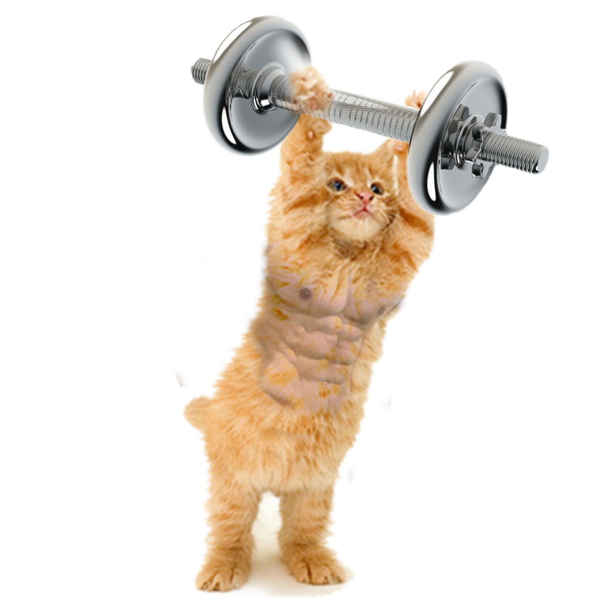 Собака со штангой