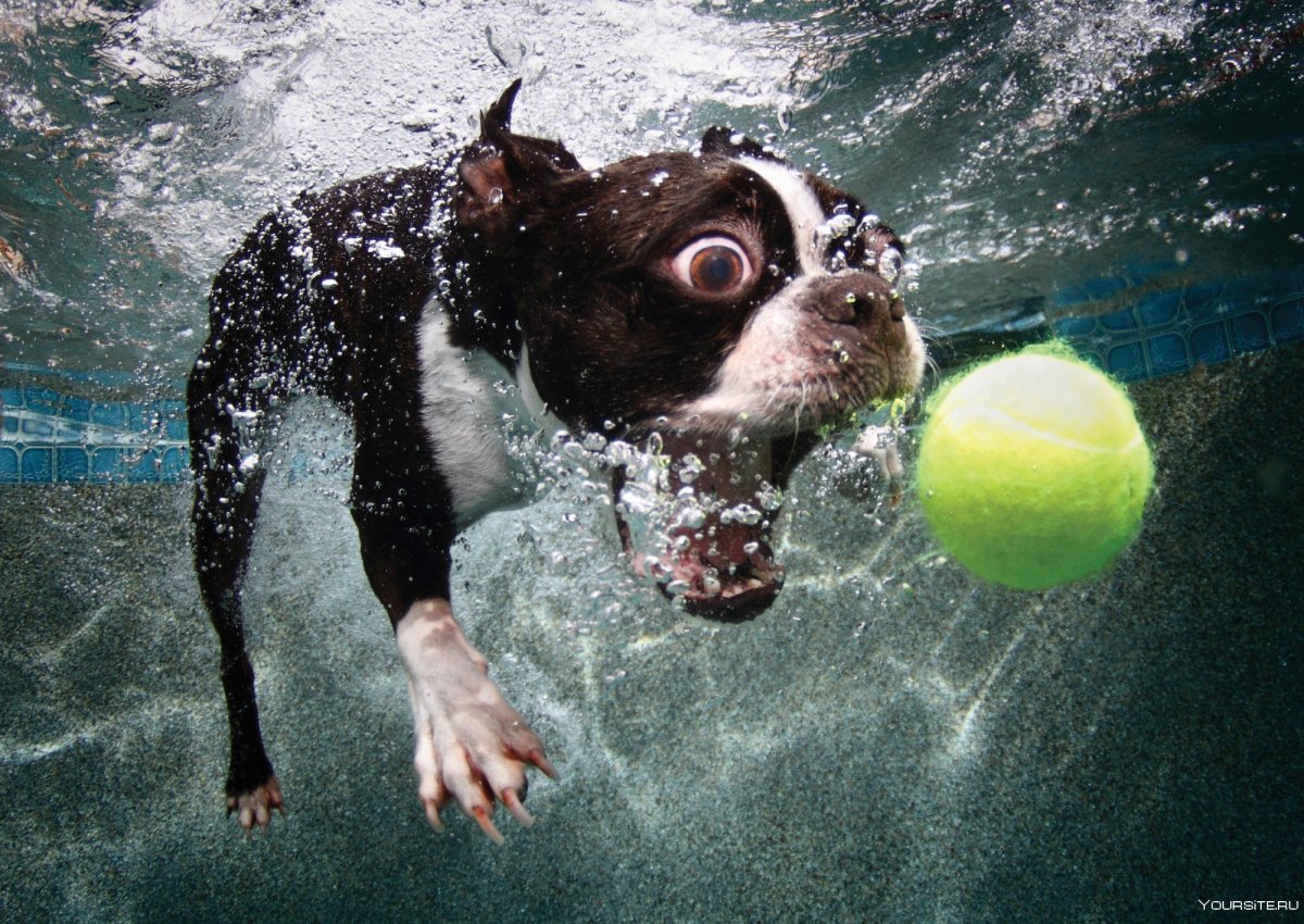 Котята играются