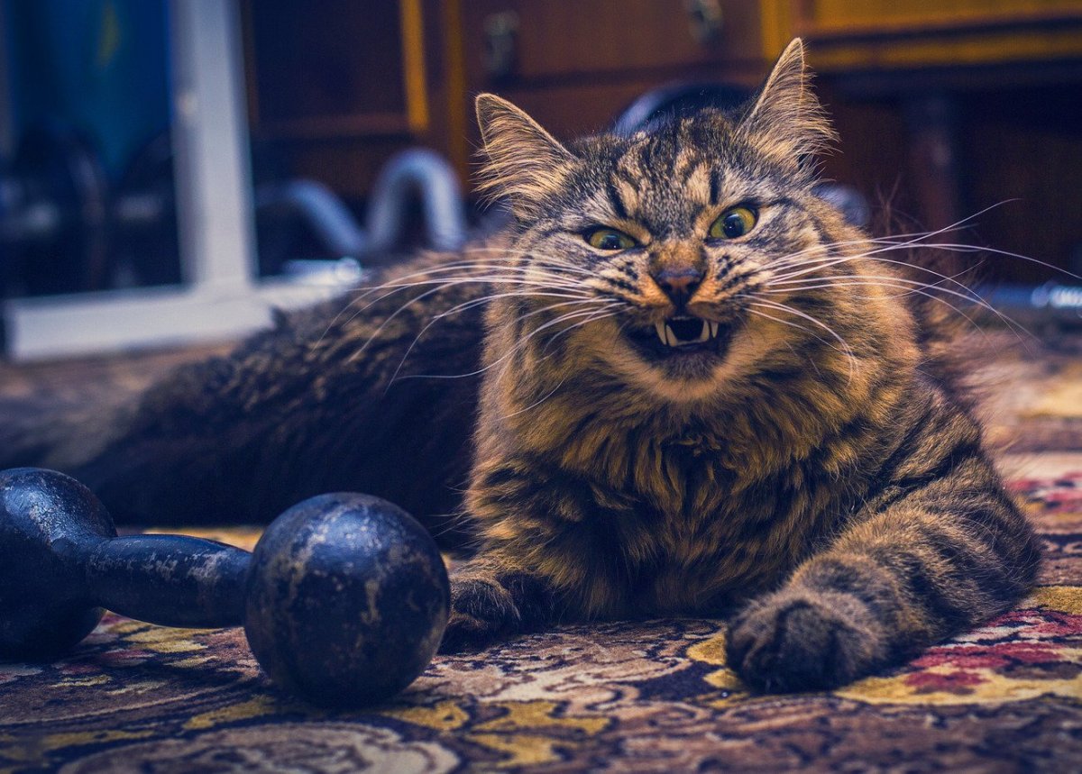 Кот с мускулами