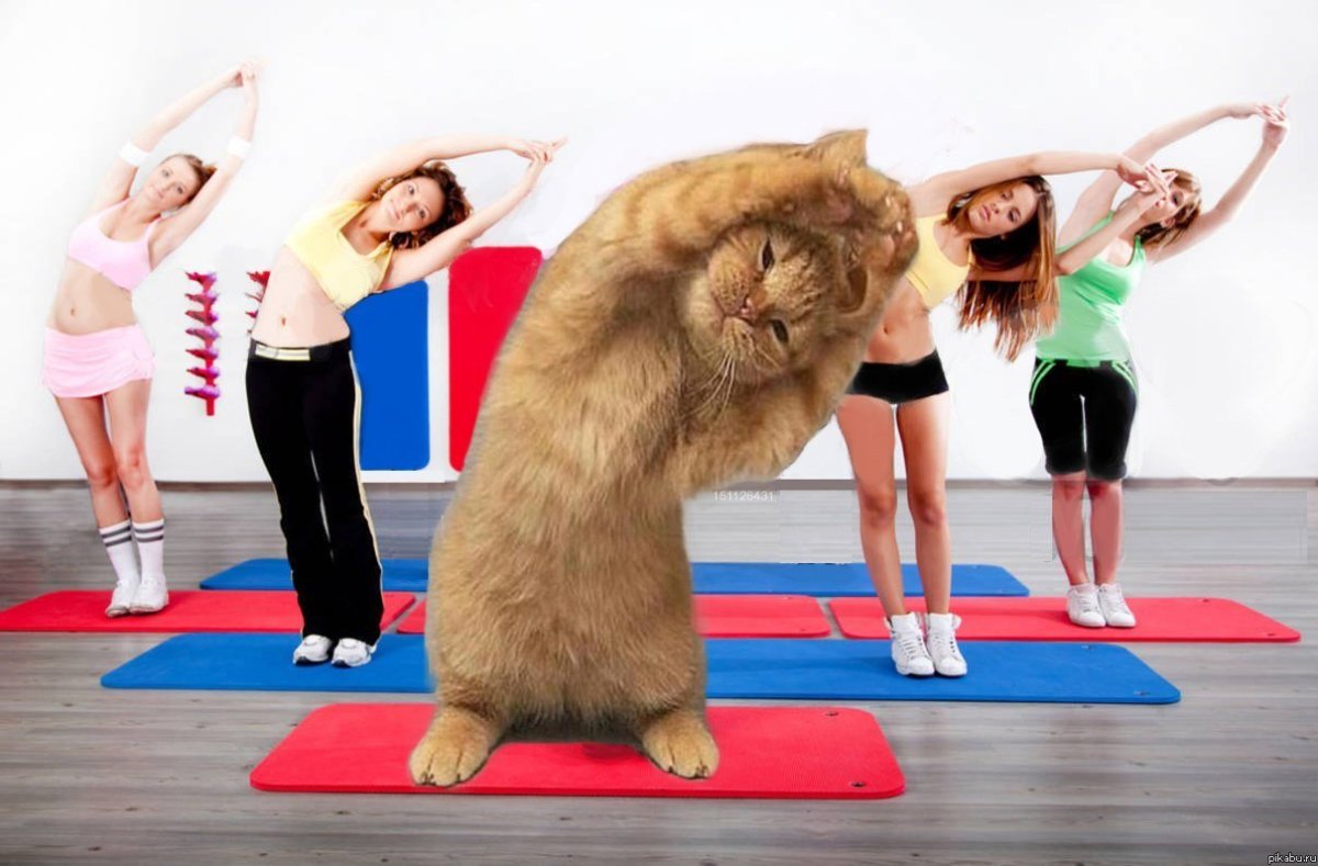 Коты на футбольном поле