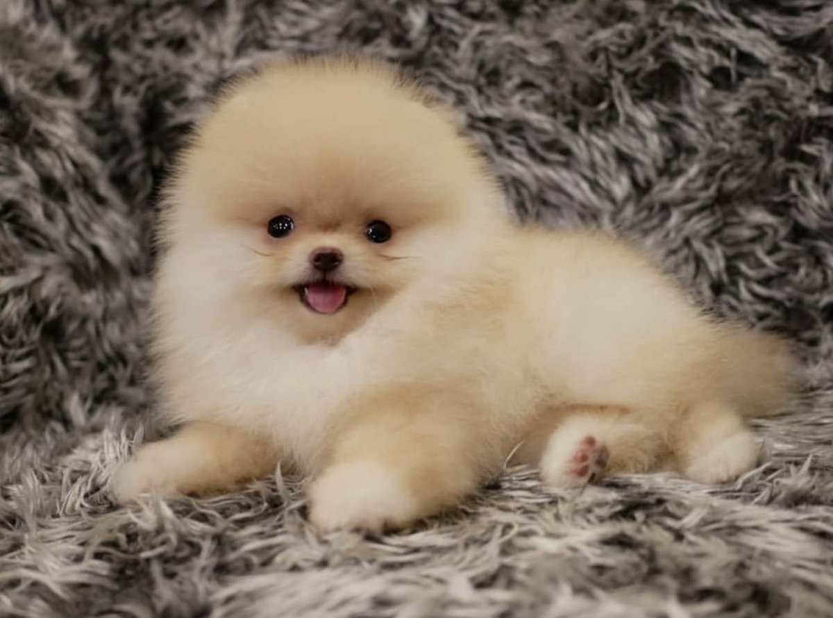 Карликовый шпиц Медвежонок