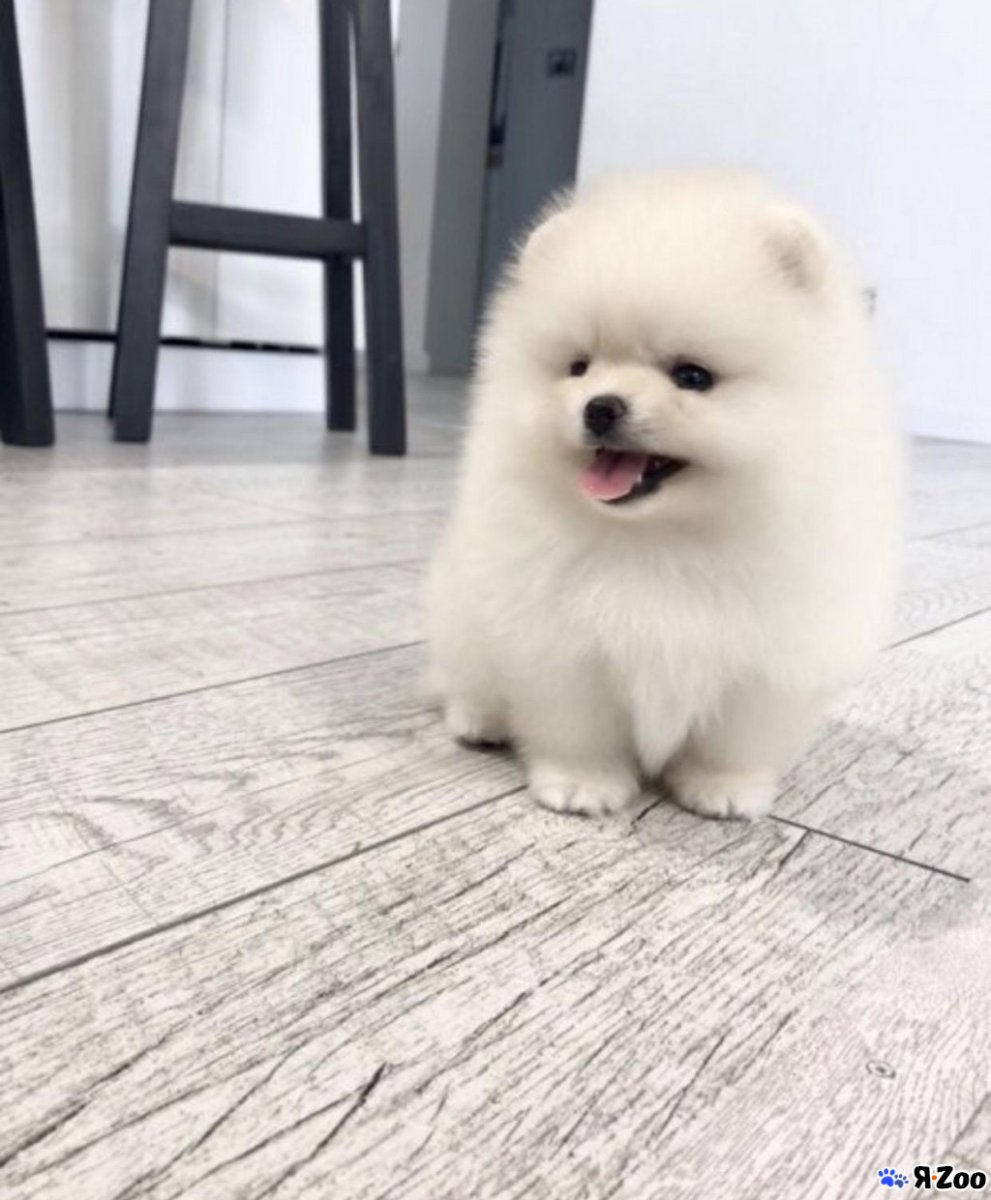 Померанский шпиц Teacup.