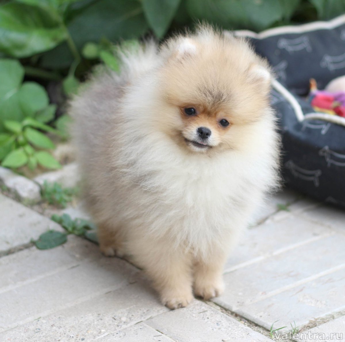 Микро померанский шпиц