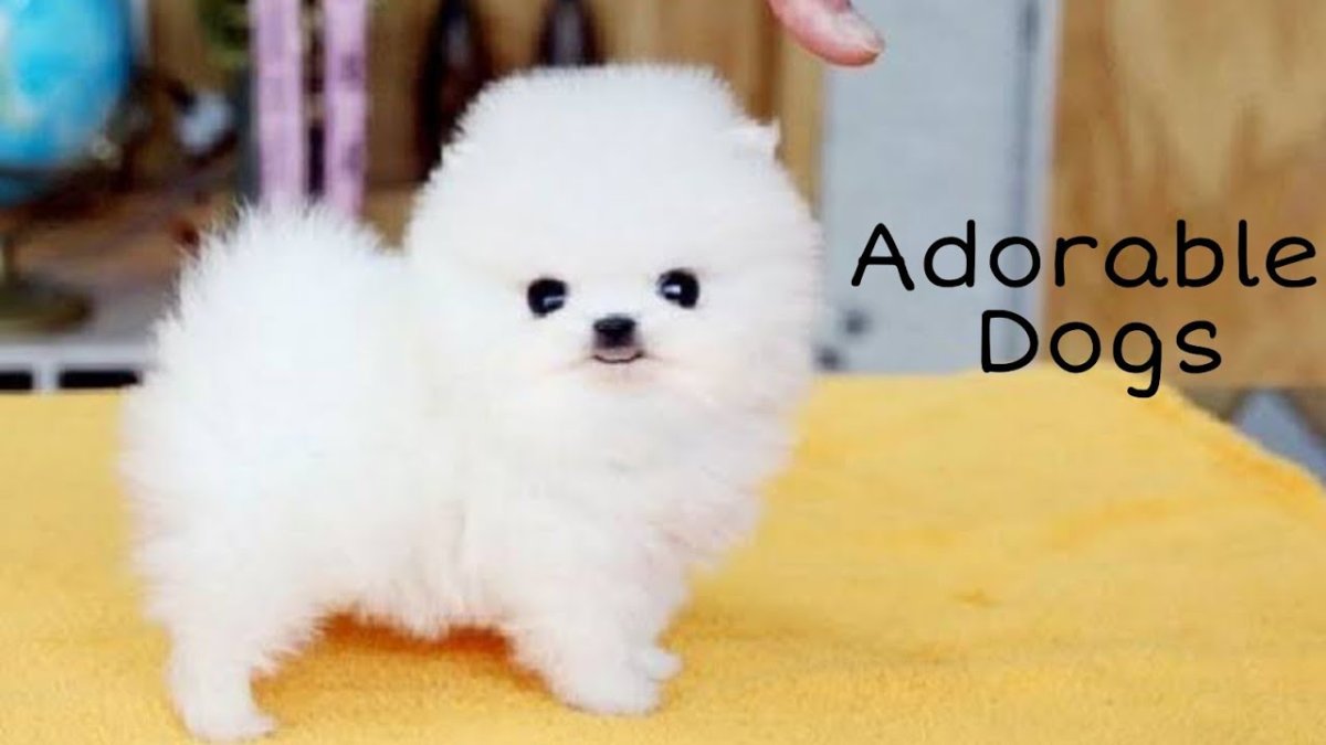 Померанский шпиц белый мини