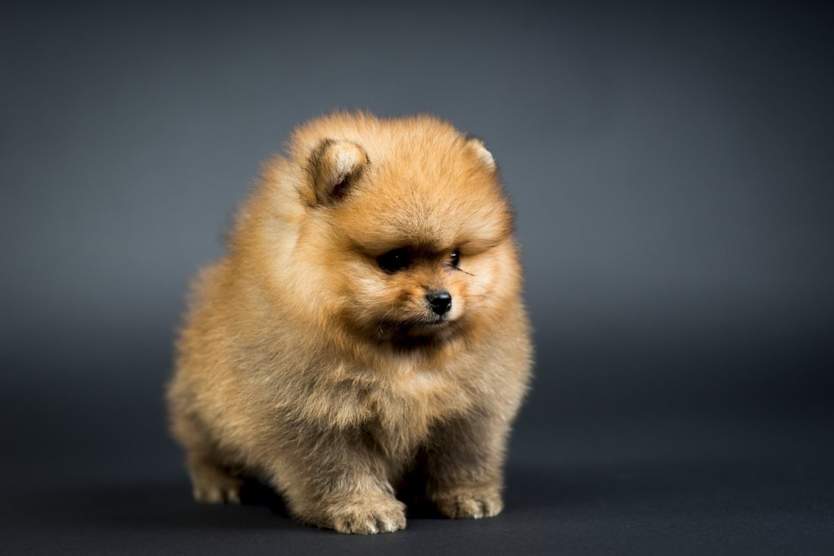 Померанский шпиц белый мини