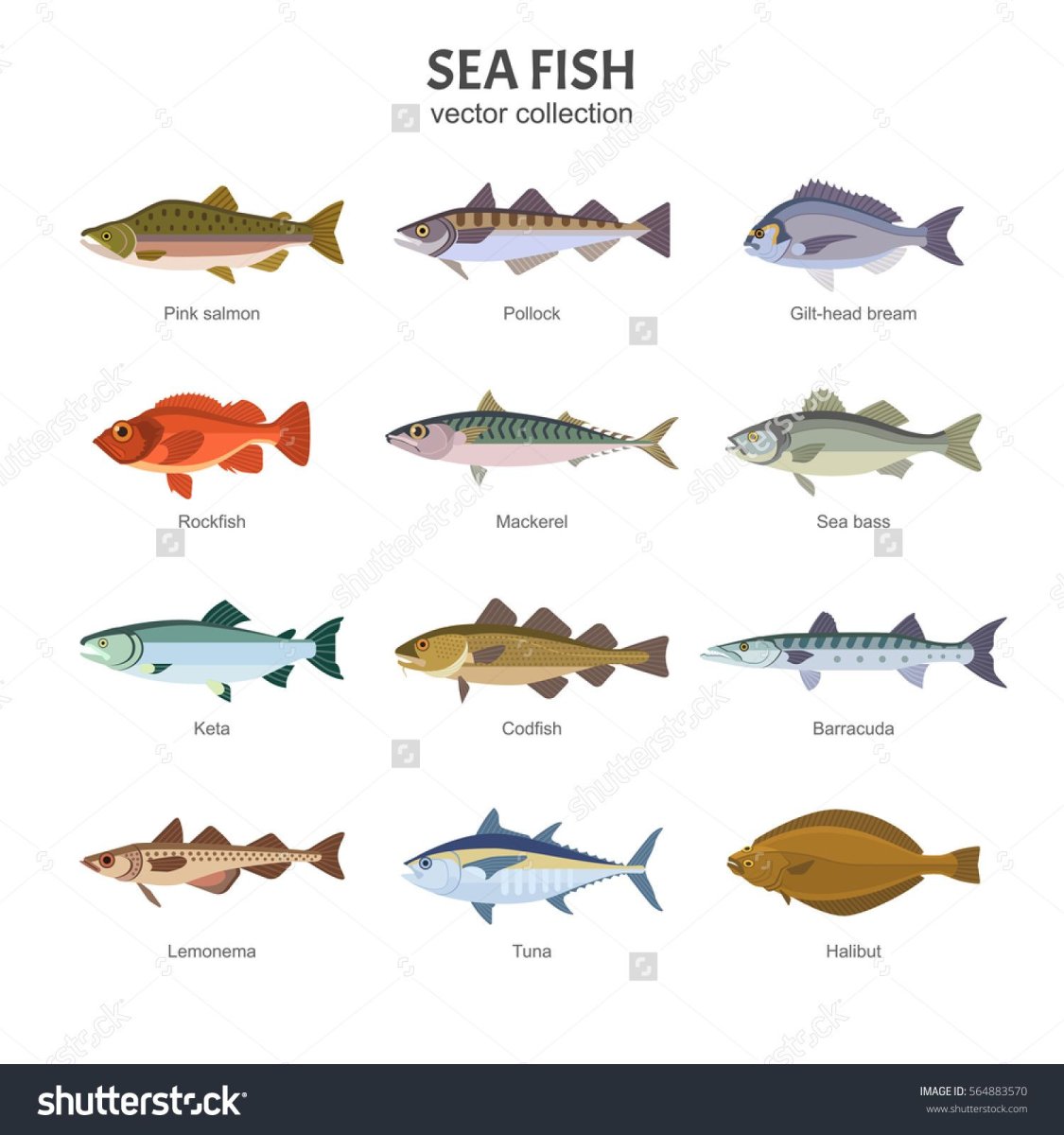 Kinds of Fish