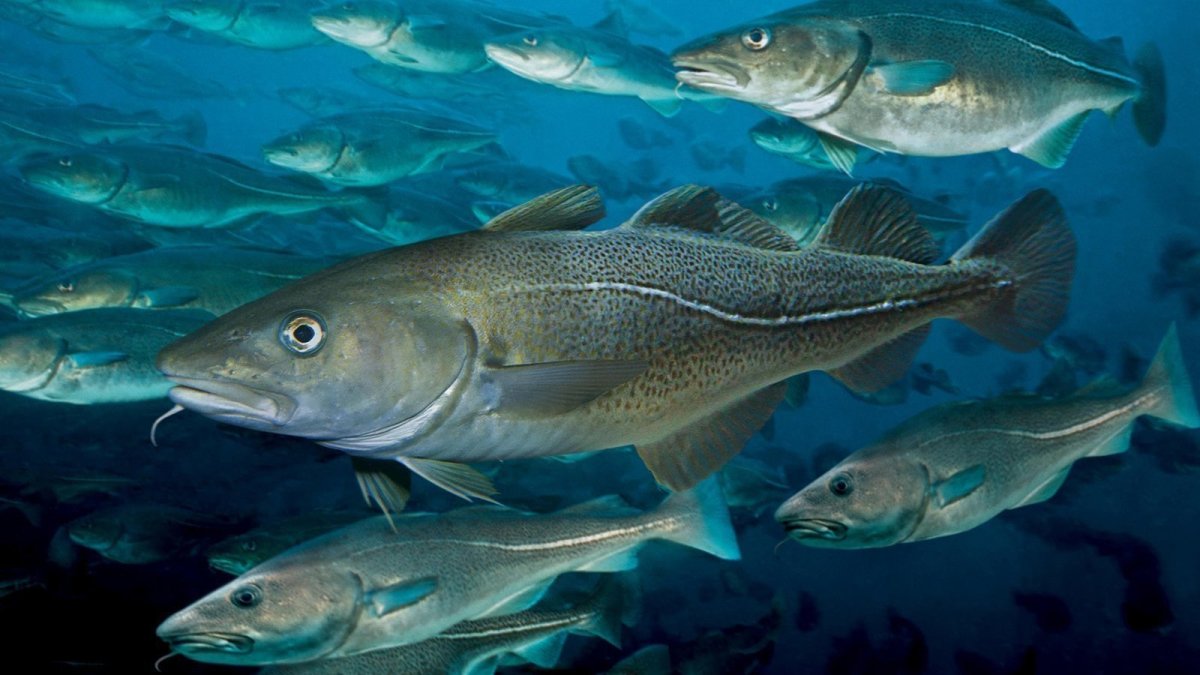 Морская рыба треска