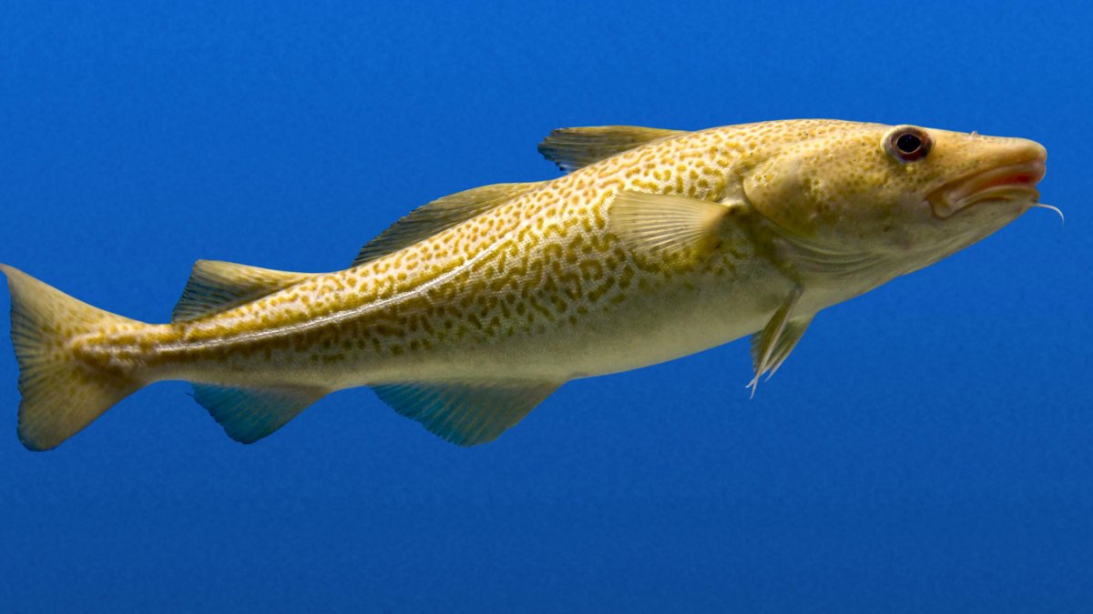 Тресковые рыбы