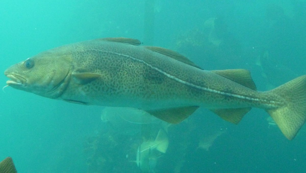 Отряд Лососеобразные семга