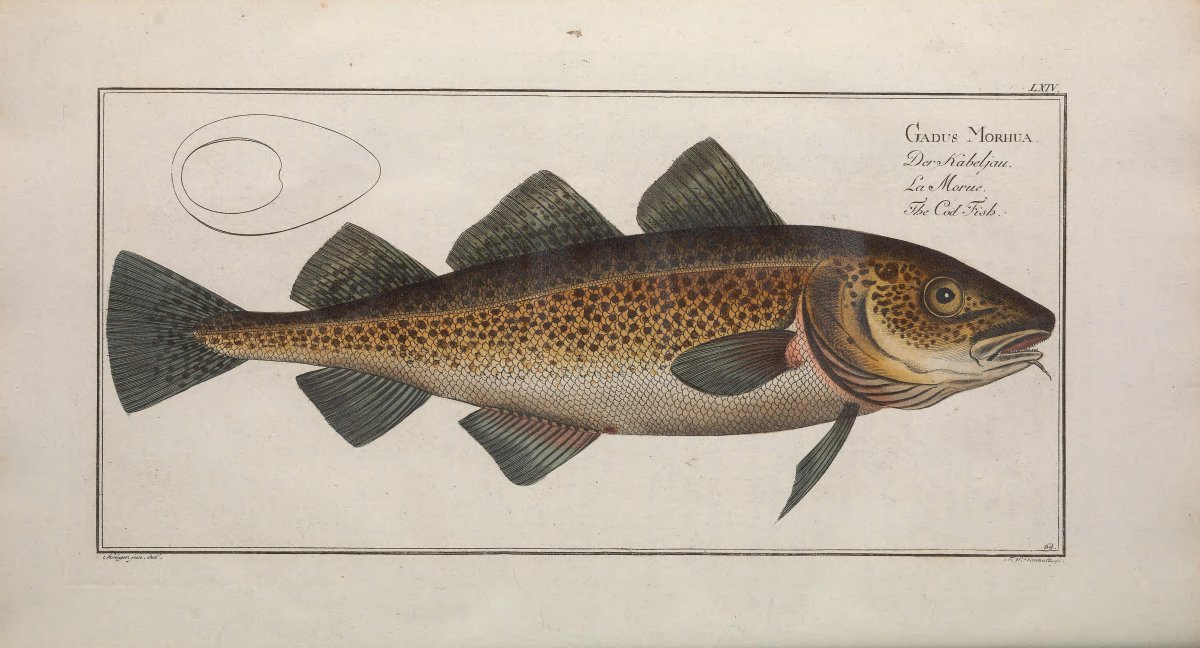 Рыба под названием Маркель изображение смотреть