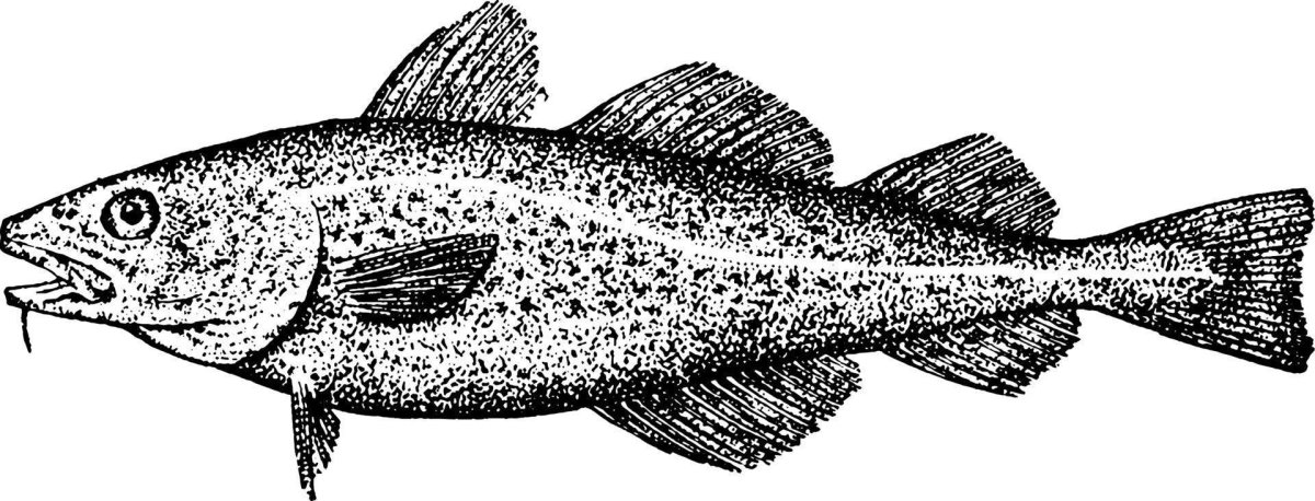 Рыба тресковых пород перечень