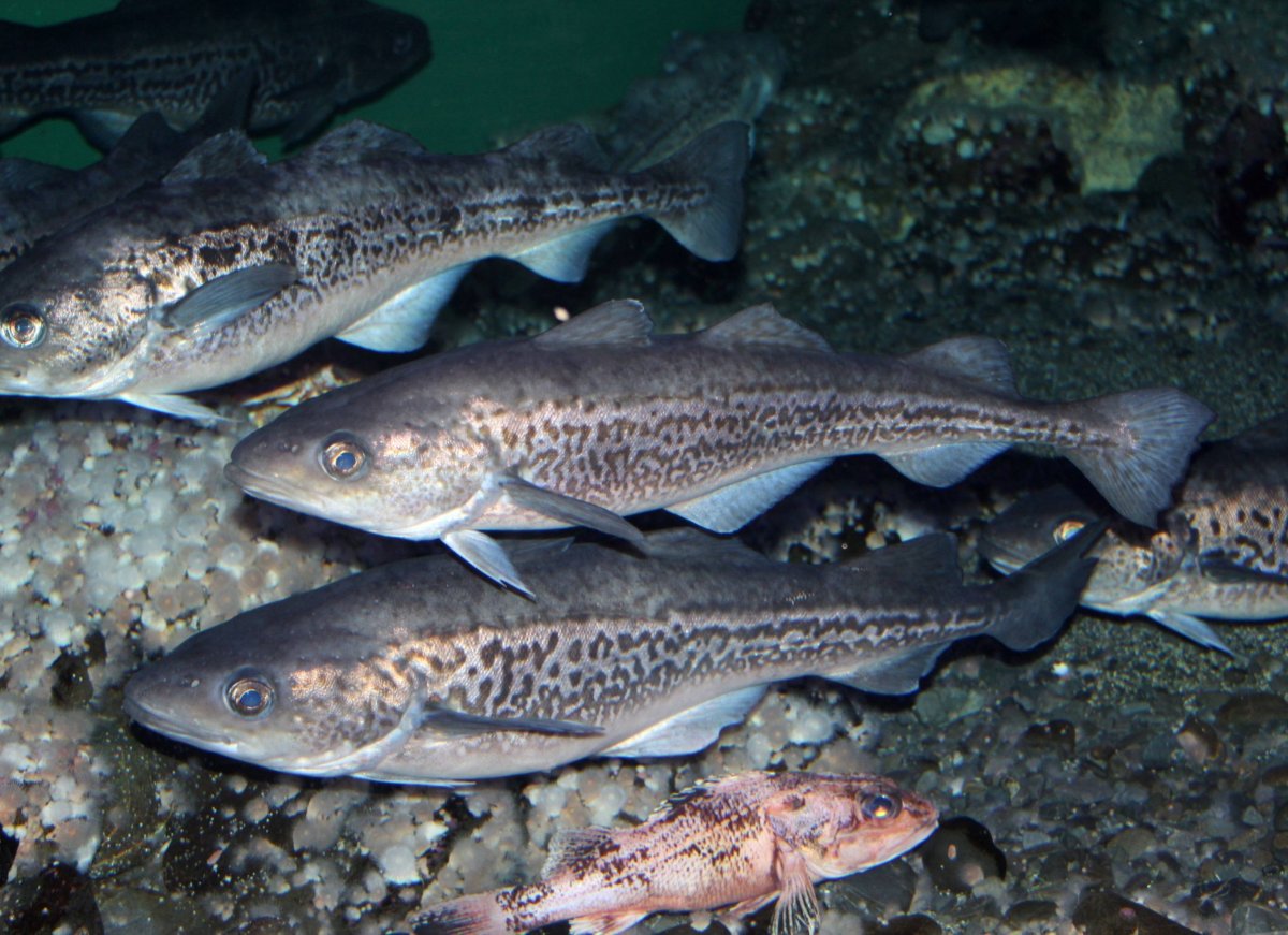 Рыбы Баренцева моря