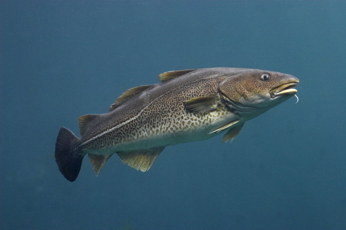 Промысловые рыбы Баренцева моря