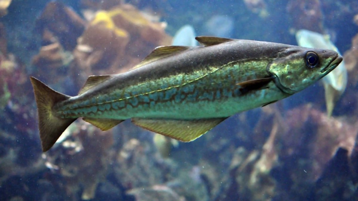 Ал Агнев картины с рыбами